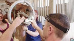 Ein Zahnarzt untersucht das Gebiss eines Pferdes.