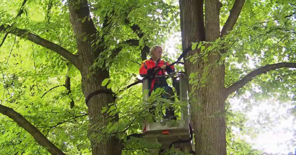 Der Baumdoktor kommt W wie Wissen ARD Das Erste