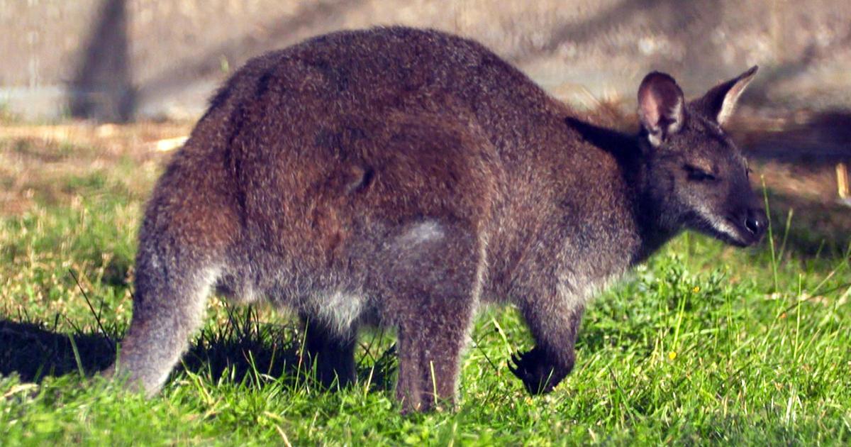 Der australische Patient - Die Tierärzte - Retter mit Herz ...