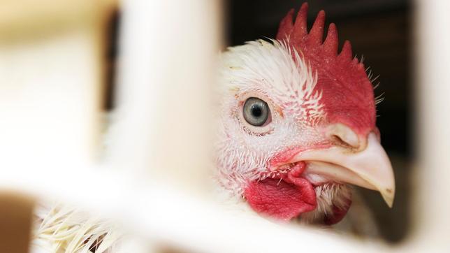 Ein Masthähnchen auf einem LKW, der letzte Weg des Tieres zur Schlachtung. Nur vier Wochen Mast liegen hinter dem Hähnchen. Etwa 600 Millionen werden jedes Jahr in Deutschland gegessen. Etwa zwanzig Millionen überleben schon die vierwöchige Mast nicht.