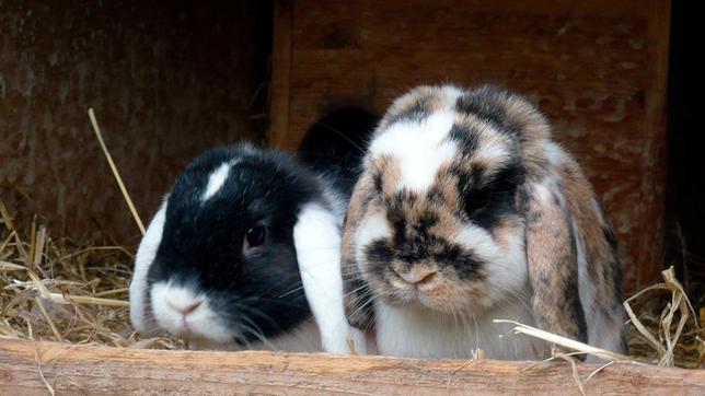 Anna und die Haustiere - Paula, Anna und die wilden Tiere - ARD | Das Erste