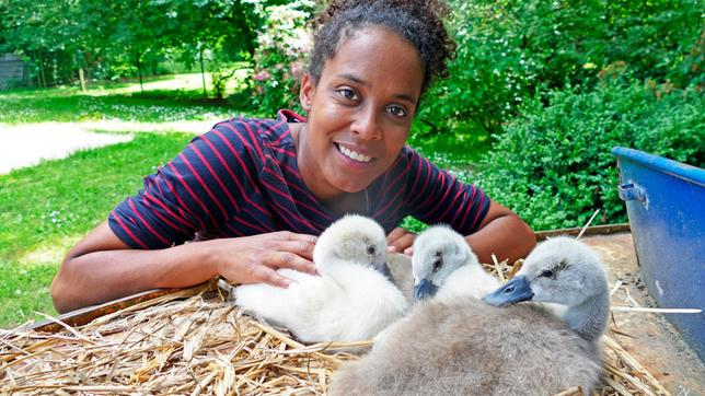 Pia ist ganz vernarrt in die drei flauschigen Schwanenküken. Weiteres Bildmaterial finden Sie unter www.br-foto.de.