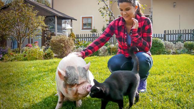 Anna hat auf ihren Abenteuern schon die verschiedensten Tierfreundschaften beobachtet: Minischwein Freddy schmust gerne mal mit einem schwarzen Kater. Weiteres Bildmaterial finden Sie unter www.br-foto.de.