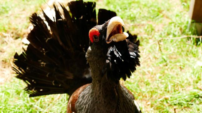 Der Auerhahn ist mit einem Meter Höhe der größte Hühnervogel Europas. Die roten Streifen an den Augen heißen Rosen.