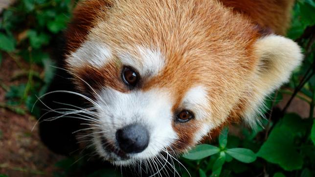 Der rote Panda ist das einzige Mitglied der Familie der "Katzenbären". 