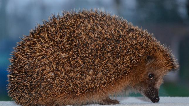 Ein ausgewachsener Igel