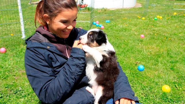 Junge Border Collies sind verschmust und brauchen viel Aufmerksamkeit vom Menschen.