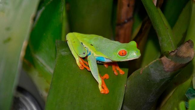 Ein Rotaugenlaubfrosch kann eine Augenweide für jeden Froschliebhaber sein. Er kommt aus Mittelamerika, wird bis zu 7 Zentimeter lang und 10 Jahre alt.