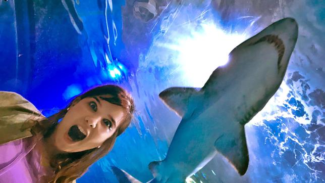Anna geht in Australien mit Haien tauchen. 