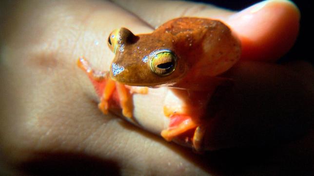 Der Flugfrosch ist ein besonders schöner tropischer Frosch. Er lebt in Bäumen und hat Schwimmhäute, mit denen er von Ast zu Ast gleiten kann.