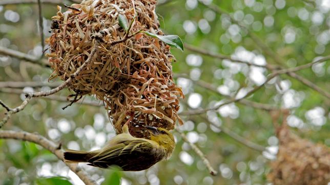 Kunstvoll flechten die Webervögel ihre Nester aus Grashalmen - sie sind die Stararchitekten unter den Vögeln. Die Eingangsröhre zeigt immer nach unten - so können Feinde nicht so leicht hineinkommen. 