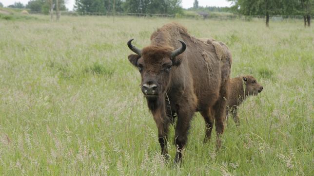 Anna und die wilden Tiere Wo weidet der Wisent?: Wisente auf der Weide