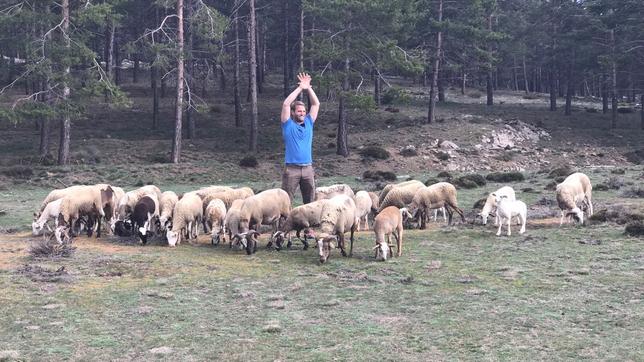 Coach Tobi inmitten einer Herde Ziegen