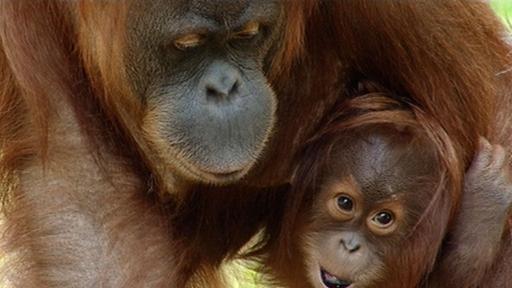 Satu Das Orang Utan Baby Panda Gorilla Co Junior