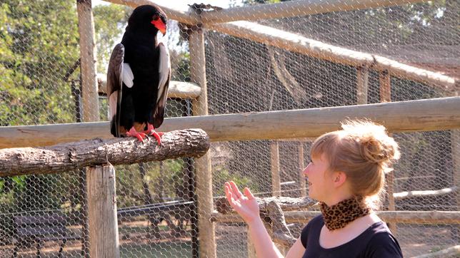 Paula und die wilden Tiere Adler, Geier & Co. 16.08.2014