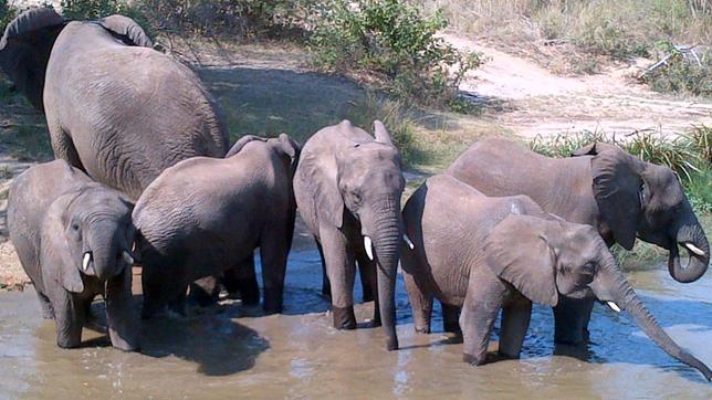 Paula und die wilden Tiere, Elefanten