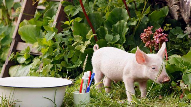 Auch tierische Vagabunden müssen Zähne putzen: Rennschwein Rudi im Grünen, mit Utensilien der Morgentoilette.