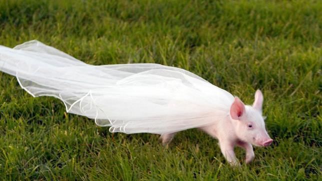 Hochzeit mit Hindernissen: Rennschwein Rudi rennt mit dem Braut-Schleier davon.