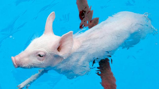 Nur mit einem beherzten Sprung in den Pool kann sich Rudi vor seinen Verfolgern retten. Aber: Können Schweine schwimmen?