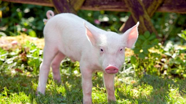 Rennschwein in Gefahr: der Sohn von Bauer Stücken hat Rudi im Visier.