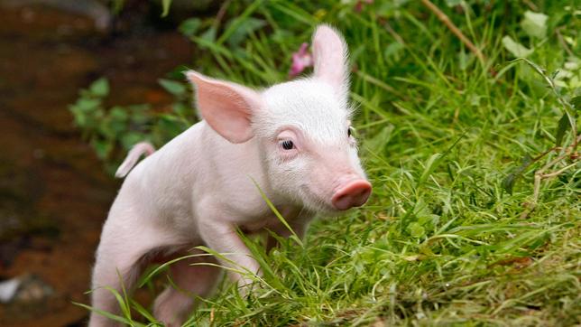 Rennschwein Rudi Rüssel auf der Suche nach Melinda, die von Zuhause ausgerissen ist.