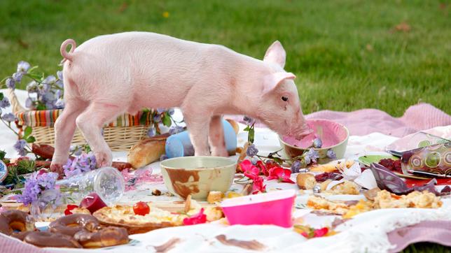 Rennschwein Rudi Rüssel macht sich über das Picknick im Grünen her, das Ayla liebevoll für Semra und Daniel hergerichtet hat.