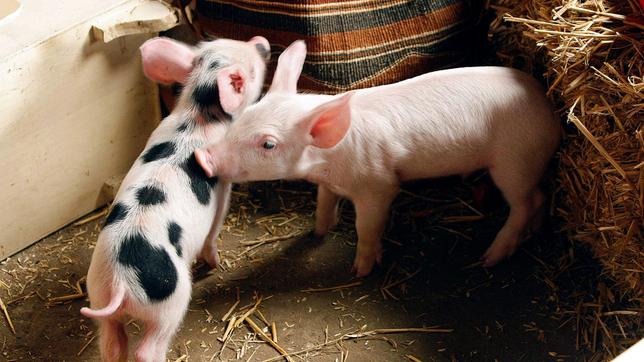 Romantik liegt in der Luft! Hat Rudi sich in das hübsche schwarzgefleckte Schweinemädchen verliebt?