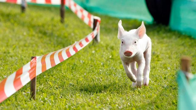 Rudi muss das Wettrennen gegen das schnellste Schwein von Bauer Stücken gewinnnen.