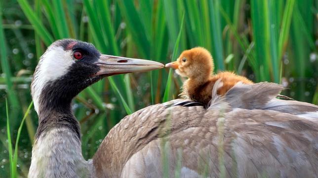 Kraniche legen meist ein oder zwei Eier. Das Kranichküken ist erst vor einem Tag aus dem Ei geschlüpft. Es verläßt schon ab und zu das Nest zur Nahrungssuche zusammen mit einem Elternvogel und kann bereits schwimmen. Zum Wärmen, Schlafen und Kuscheln kriecht es in das Gefieder seiner Eltern. Kraniche sind Nestflüchter.