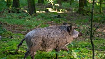 Das verletzte Wildschwein.