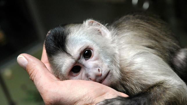 Beim Kapuzineräffchen Sina ist der Abnabelungsprozess von den Tierpflegern noch immer in vollem Gange. Täglich wird mit dem fünf Monate alten Flaschenkind das Alleinsein trainiert.