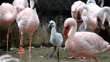 Das Gehege der Zwergflamingos im Zoo Berlin muss regelmäßig gereinigt werden, denn bei diesen Vögeln wird Hygiene besonders groß geschrieben. In der rosaroten Kolonie wächst ein Jungtier auf, für das aufkommende Keime extrem lebensgefährlich wären.