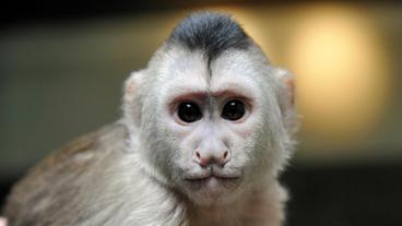 Das Kapuzieneräffchen Sina im Zoo Berlin.