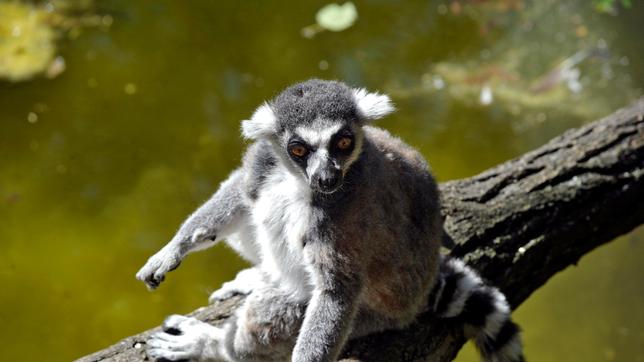 Das Katta-Männchen im Tierpark Berlin.