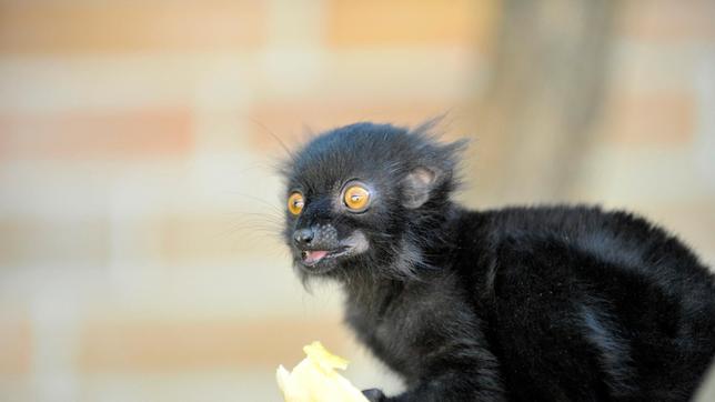 Das Mohrenmaki-Kind aus dem Affenhaus im Tierpark-Berlin entwickelt sich prächtig. Der kleine Kerl wurde auf den Namen Lenni getauft.