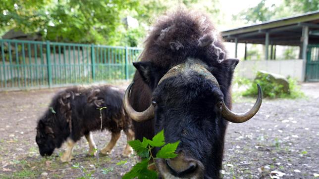 Das Moschusochsenkalb Quengel und Mutter Momsel im Tierpark Berlin.