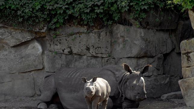 Das Panzernashorn-Weibchen Betty und Nachwuchs Manjula.