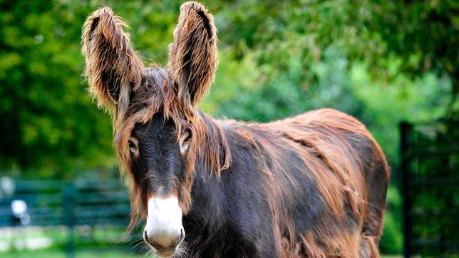 Das Poitou-Eselfohlen Melanie im Tierpark Berlin.