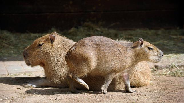 Das Wasserschwein-Weibchen Lucia mit Ihrem Nachwuchs auf dem Außengehege des Zoo-Berlin.