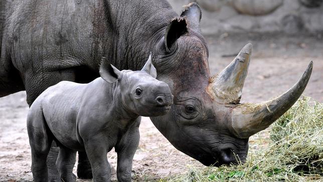 Das zwölf Tage alte Spitzmaulnashorn Akili ist zum ersten Mal auf die Außenanlage des Zoos Berlin.