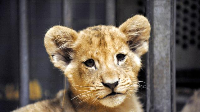 Die beiden Löwenkinder Bomani und Iringa aus dem Zoo sind inzwischen drei Monate alt.