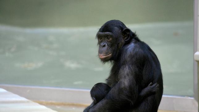 Die Bonobo-Mutter Opala mit Tochter Leki im Zoo Berlin.