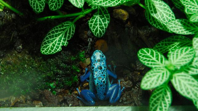 Ein blauer Färberfrosch im Zoo Berlin.