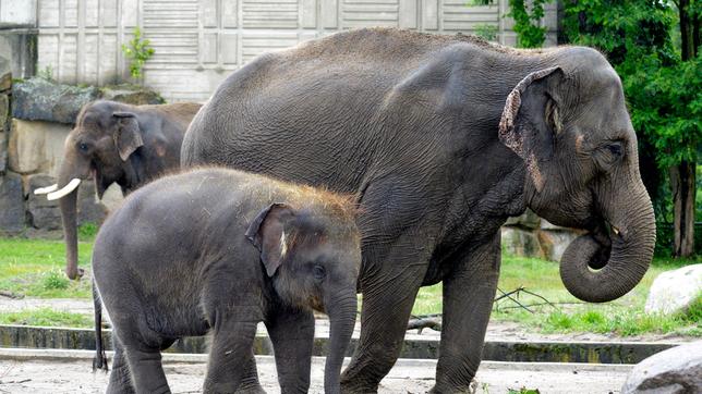 Elefanten-Junge Bogor und Mutter Nova im Tierpark Berlin.