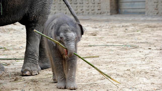 Elefantenkind Anchali im Zoo Berlin