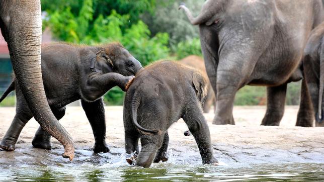 Elefantenmädchen Pantha ist ein Jahr alt. Täglich muss sie mit Mutter Kewa trainieren. Nur beim Baden ist Elefanten-Mädchen Pantha noch nicht ganz so mutig wie ihr Halbbruder Bogor.