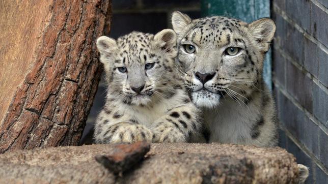 Zoobabies Folge 28 Folge: 28 11.06.2016 Schneeleopardin Maja mit ihrem Nachwuchs im Tierpark Berlin.