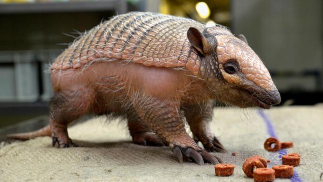 Im Nachttierhaus vom Zoo Berlin hat sich Tierpflegerin Marzanna Glogowska einem kleinen Weißborstengürteltier-Jungen namens Oleg angenommen. Seine Mutter hatte ihn nicht genügend mit Nahrung versorgt, weshalb Marzanna Glogowska ihm anfänglich alle vier bis fünf Stunden die Flasche geben musste. Mittlerweile ist Oleg sieben Wochen alt und soll nun lernen, alleine im Zoo zu schlafen. Bislang hatte er die Nächte in der Wohnung seiner Ersatzmutter verbracht. - Weißborstengürteltier Oleg