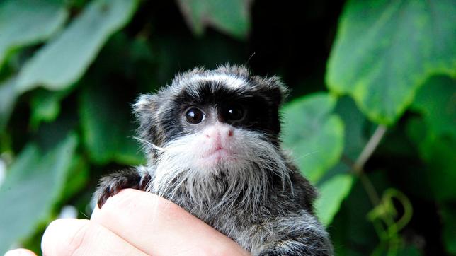 Im Tierpark ist ein kleiner Kaiserschnurrbarttamarin zur Welt gekommen! Kurz nach der Geburt war er gerade mal so groß wie der ausgestreckte Finger eines Erwachsenen, weshalb er auch den Namen Willy Winzig trägt.