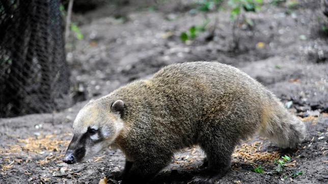 Junger Nasenbär im Zoo Berlin.